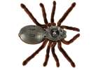 Remote Controlled TARANTULA Spider + PILOT 4
