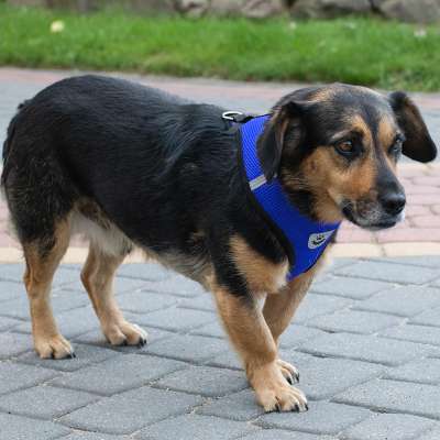 Pressureless walking harness adjustable reflector for dog cat + leash size XL
