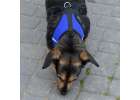 Pressureless walking harness adjustable reflector for dog cat + leash size XL 7