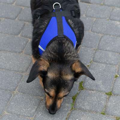 Pressureless walking harness adjustable reflector for dog cat + leash size XL
