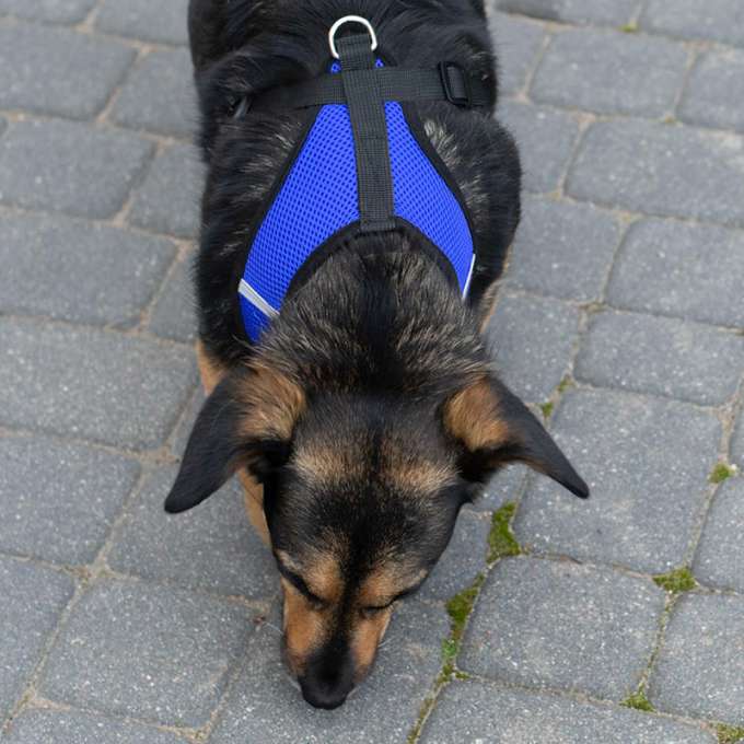 Pressureless walking harness adjustable reflector for dog cat + leash size XL