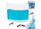 Educational gel aquarium for ants 1
