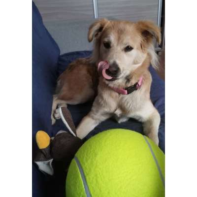 Giant tennis ball XXL dog toy