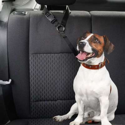 Car seat belt leash for dog cat