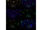 Star projector night light 2-in-1 USB white 10