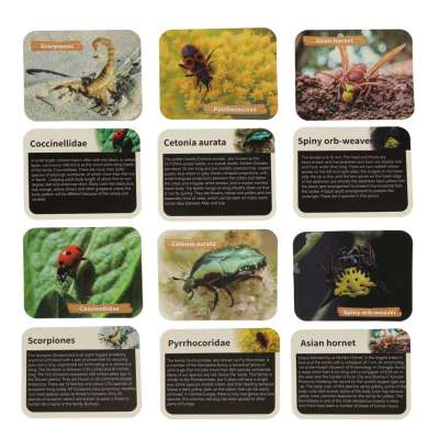Archaeological excavation set insects in amber