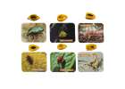 Archaeological excavation set insects in amber 11