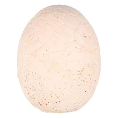 Dinosaurs excavation dinosaur egg 12 figures archaeological set