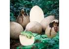 Dinosaurs excavation dinosaur eggs figures archaeological set 12 eggs 14