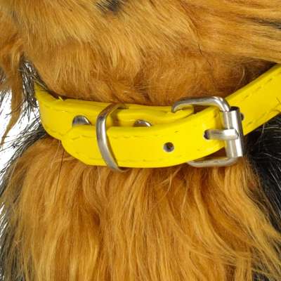 Interactive dog reacts to touch, moves, walks, barks York