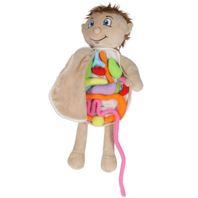 Mascot doll learning anatomy boy