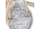 Mascot doll learning anatomy boy 3