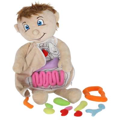 Mascot doll learning anatomy boy