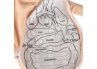 Mascot doll learning anatomy girl 6
