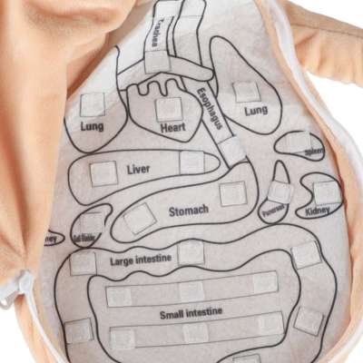 Mascot doll learning anatomy girl
