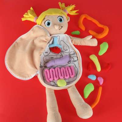 Mascot doll learning anatomy girl
