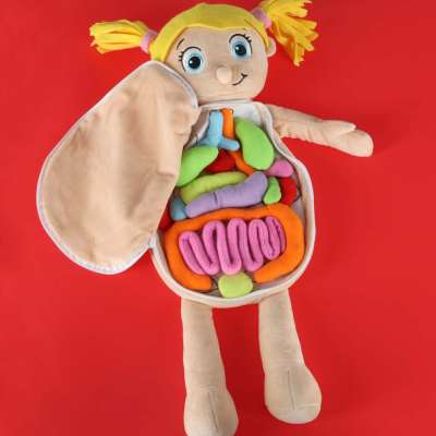 Mascot doll learning anatomy girl