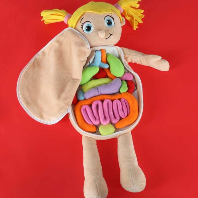 Mascot doll learning anatomy girl